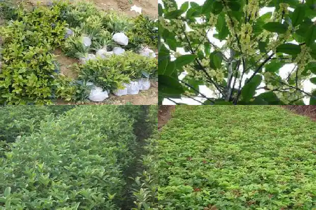 桂花树叶大小不一样怎么办1686012558417