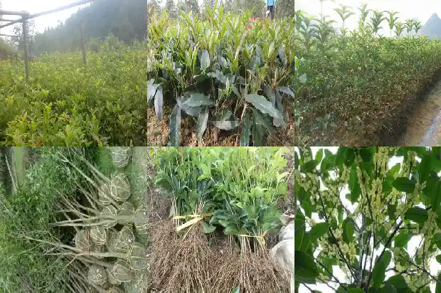 桂花树叶大小不一样的原因1686012568223