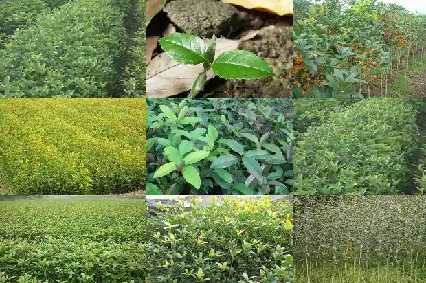 桂花树叶大小不一样的原因1686012568271