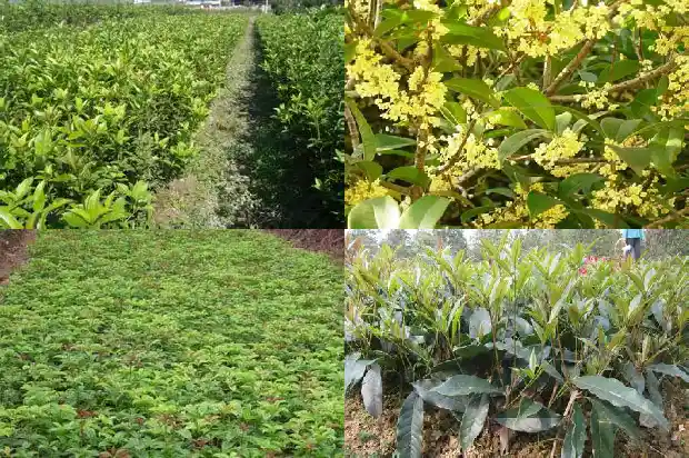 桂花树一年四季长什么样1689899188538