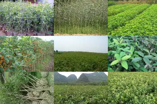 桂花树叶的大小怎么分1686012588420