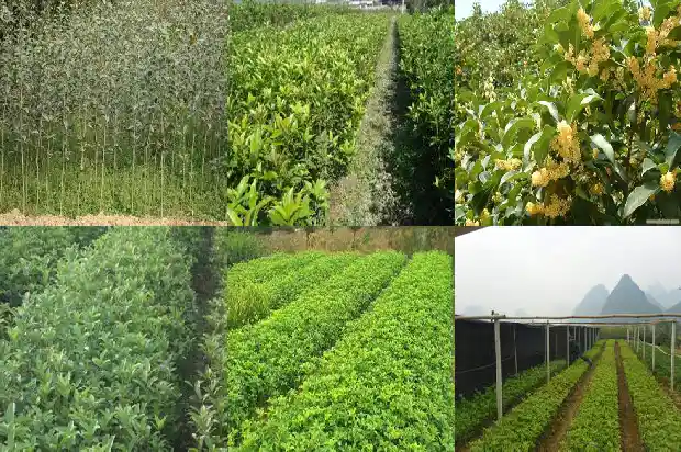 桂花树叶的大小怎么分1686012588468