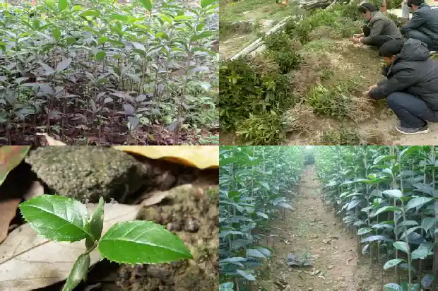 桂花树叶的大小怎么分1686012588516