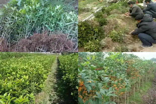 大叶的桂花树是什么品种1686012607929