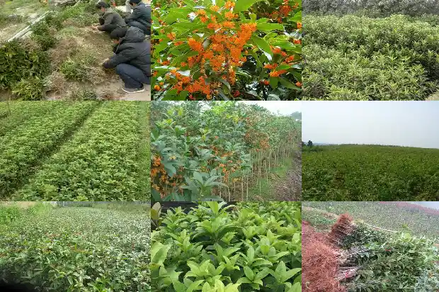长叶桂花树是什么品种1686012617510