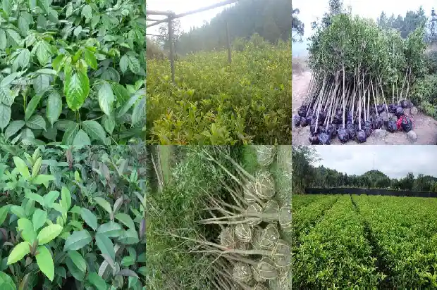 长叶桂花树是什么品种1686012617558