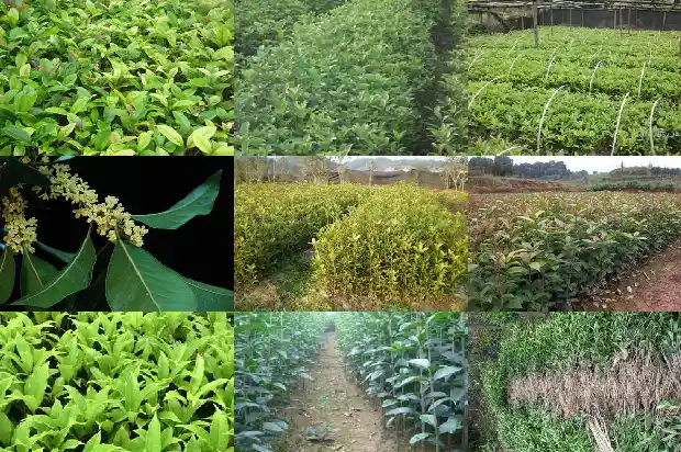 桂花树叶子特点1686012629390