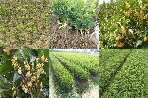 安徽桂花树基地1690503774665