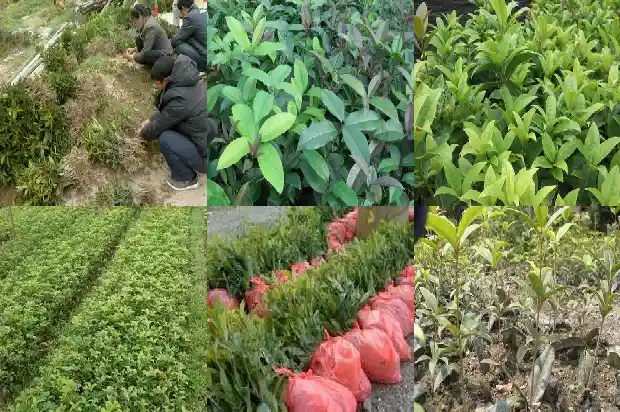 桂花有几片叶子1686012641203