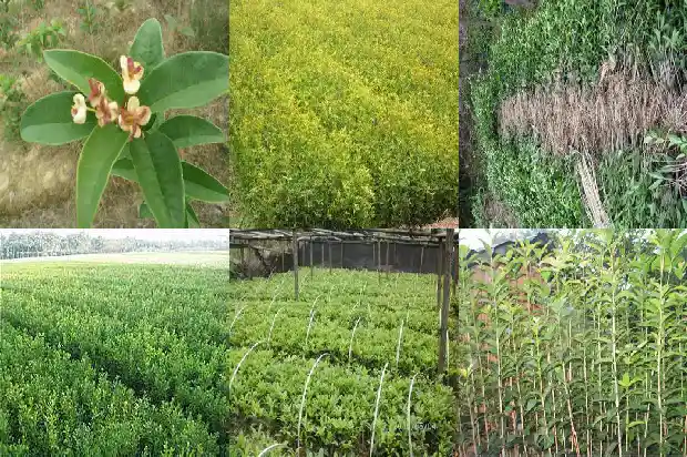 桂花有几片叶子1686012641251