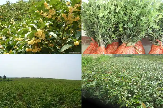 桂花有几片叶子1686012641346