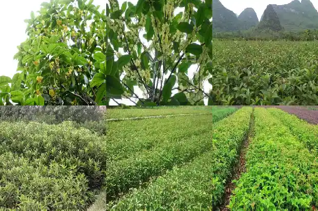 桂花树树叶的叶脉类型1686012653010