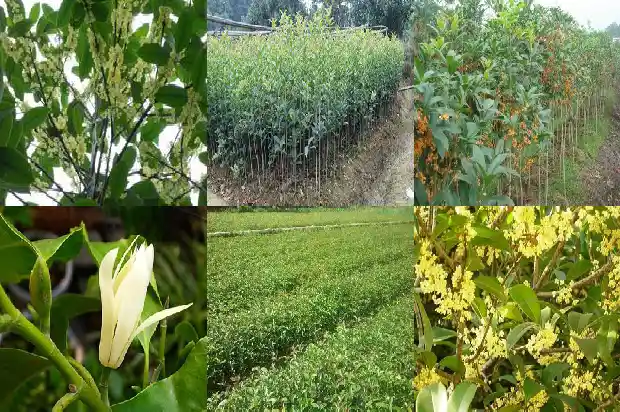 桂花树树叶的叶脉类型1686012653058