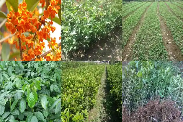 桂花树树叶的叶脉类型1686012653106