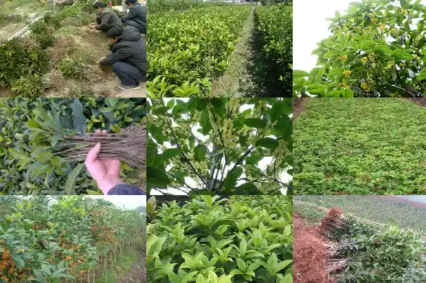桂花树树叶的叶脉类型1686012653154