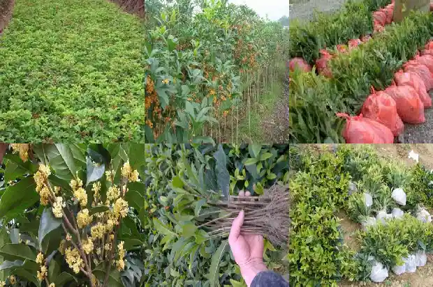 桂花树叶子的结构1686012662802