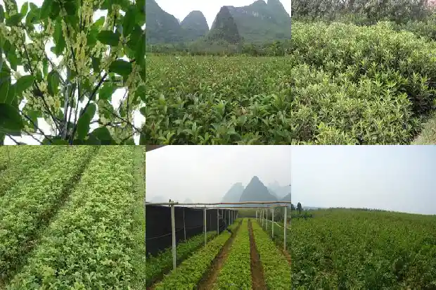 桂花树叶子的结构1686012662849