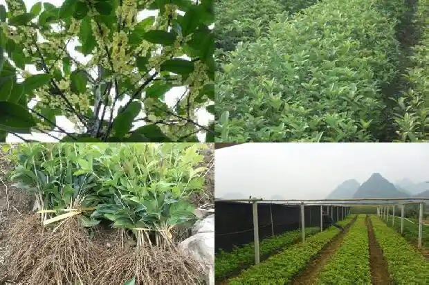 桂花树的叶子有多大平方厘米1686012670646