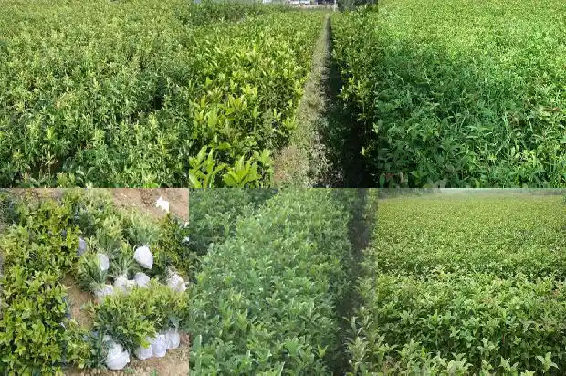 桂花有多少片叶子组成1686012680793