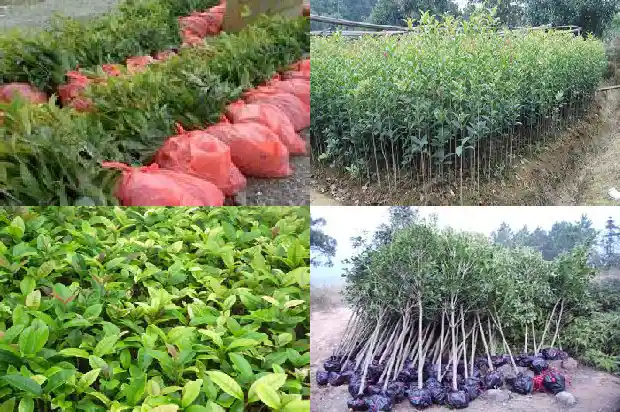 桂花有多少片叶子组成1686012680841