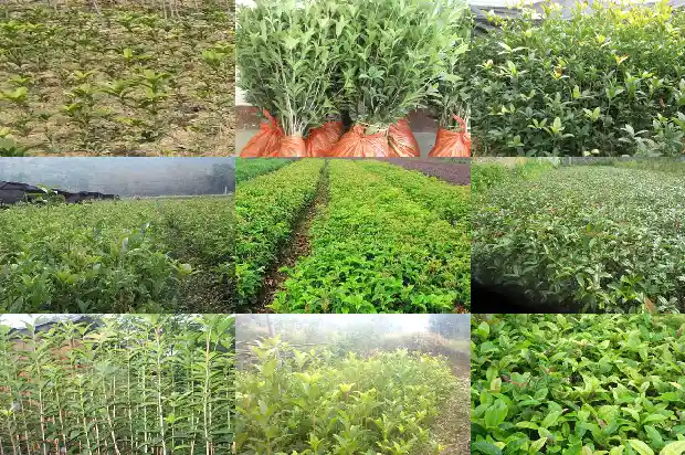 桂花有多少片叶子组成1686012680889