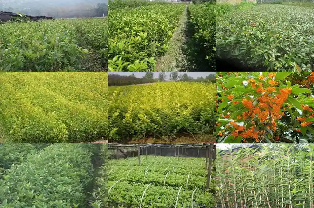 桂花树寓意什么风水好呢1690676286594