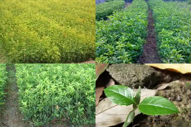 浏阳桂花树批发价格表最新消息1690331374811