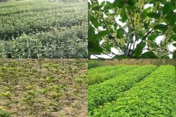八月桂花树什么时候开花结果呢1688349979875