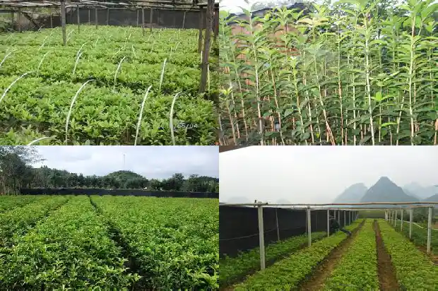 成都桂花树10公分价格1689726651263