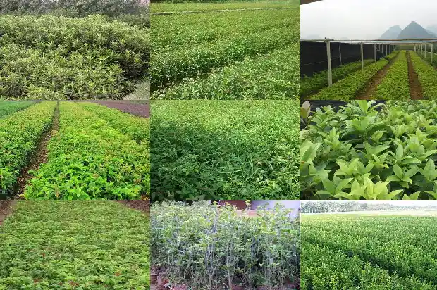 桂花树占地面积多大最好1690245205246