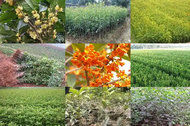 哪里桂花树苗最便宜的种植环境1688792730917