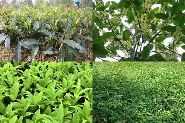 桂花树的叶子是怎么样的形状1686012750184
