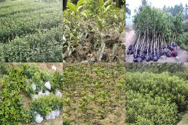 桂花树叶的周长是多少厘米长的1686012760002