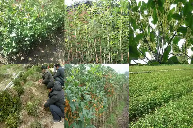 桂花树叶的周长是多少厘米长的1686012760049