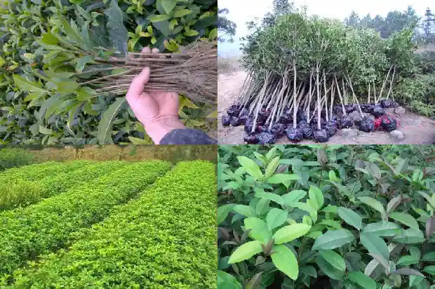 桂花树叶的周长是多少厘米长的1686012760097