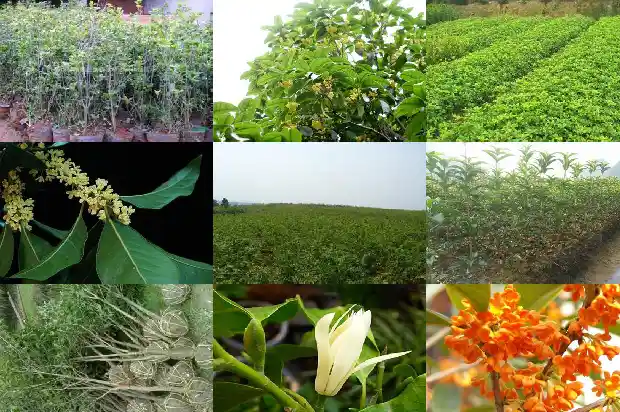 朱砂桂花树价格多少钱一棵1689640044704