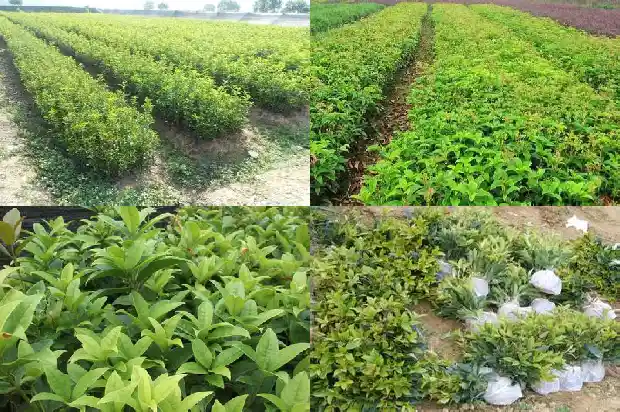怎样让桂花树多长叶1686012777214