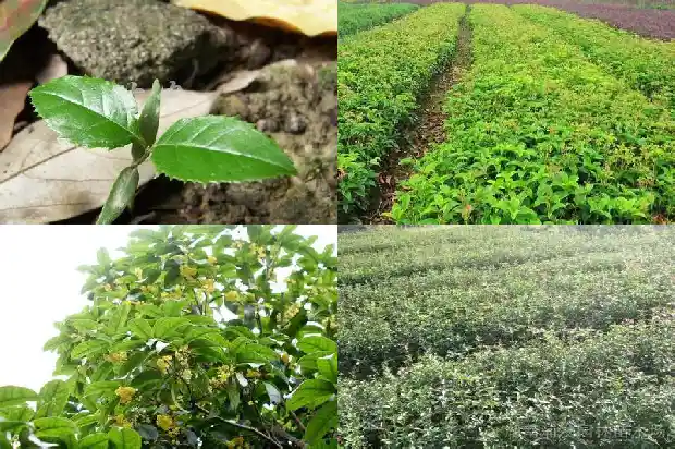 桂花树叶的边缘像什么一样1686012784986