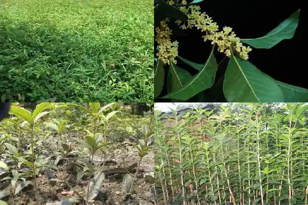 桂花叶的边缘像什么形状1686012792659