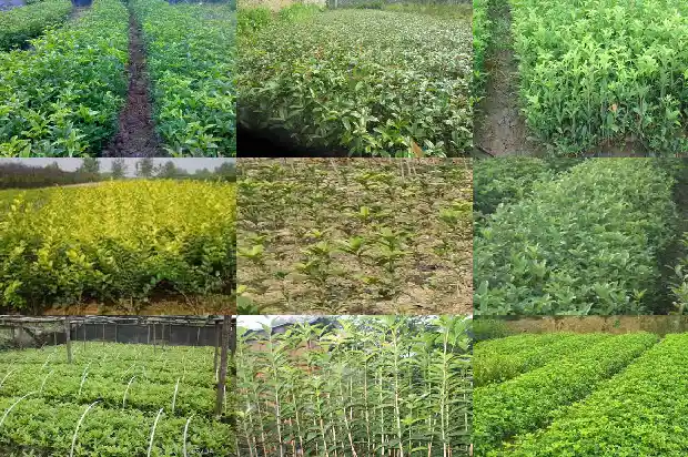 桂花叶的边缘像什么形状1686012792707