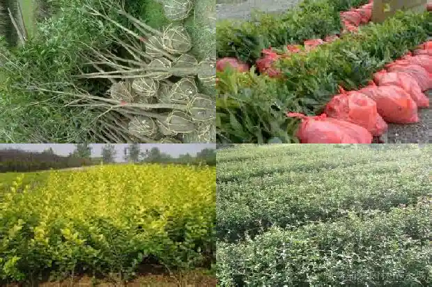 桂花树叶的树叶是什么味道呢1686012804440