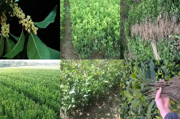桂花树叶的树叶是什么味道呢1686012804488