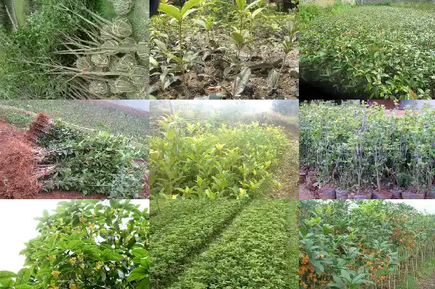 桂花树叶的树叶是什么味道呢1686012804535