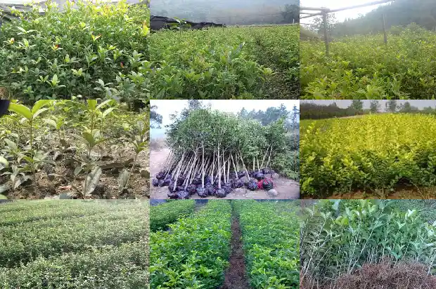桂花树叶的树叶是什么味道呢1686012804583