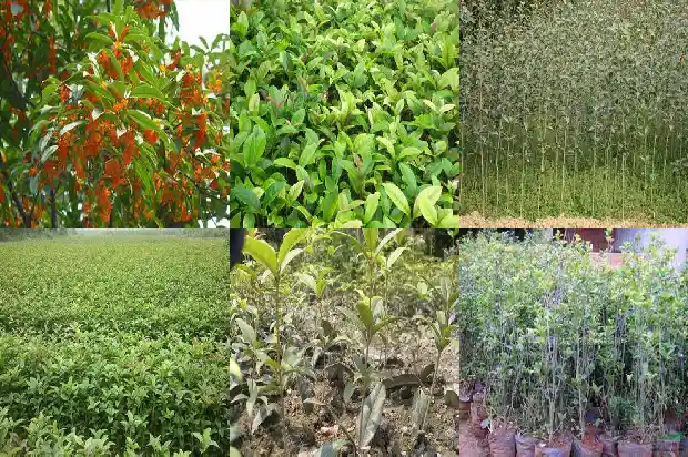 桂花树的详细介绍18字1686012822560
