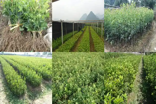 一棵桂花树上有多少朵桂花1686012834310
