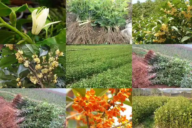 一棵桂花树上有多少朵桂花1686012834406