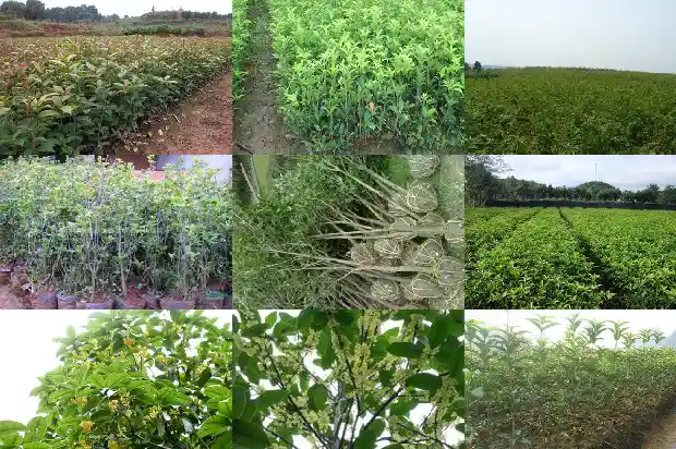 测量桂花树叶的面积的方法1686012846031
