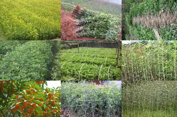 桂花树叶的面积怎么测量出来1686012853685