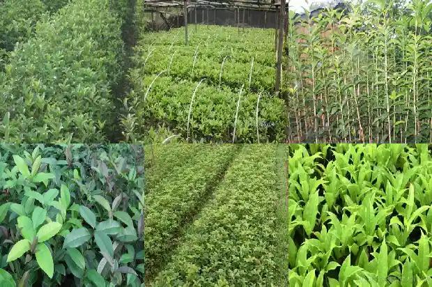 桂花树叶的面积怎么测量出来1686012853733